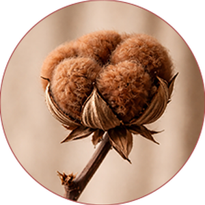 <p><strong>Brown</strong></p>