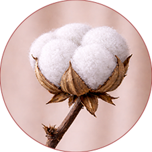 <p><strong>White</strong></p>