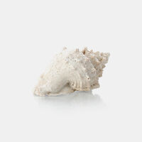 Shell Design Decorative Piece
