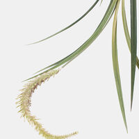 Festuca Spiga Faux Branch