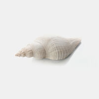 Home Deco and More Shell-inspired Decorative Piece, Packshot View