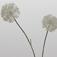 Jolipa Snowball Two Parts Artificial Flowers 7x17x60 Cm, Packshot View