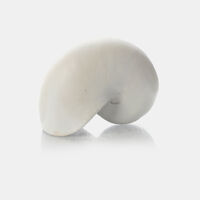 Home Deco and More Shell-shape Decorative Piece, Packshot View