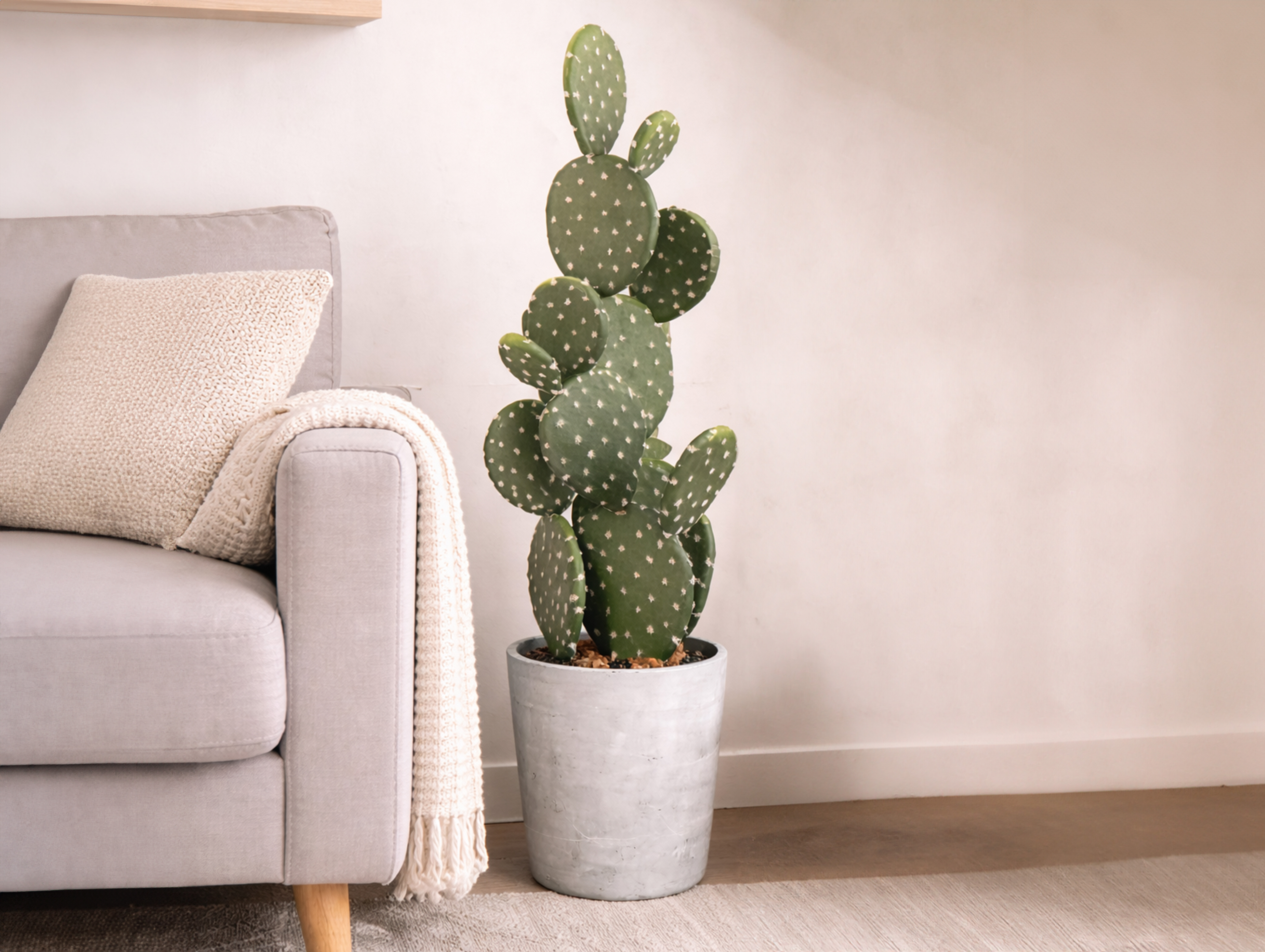 Potted cactus plant styled beside a sofa in a bright, minimal living space.